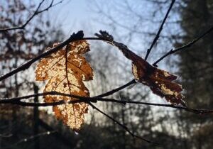 IMG_3504